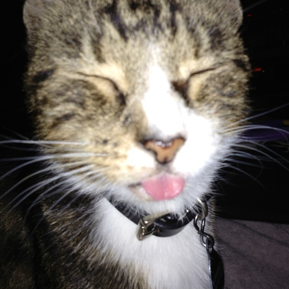 Meet your Posher, Anaelisa - Picture 1 of 1